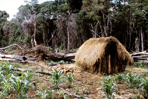 Forest on Mt. Kilimanjaro