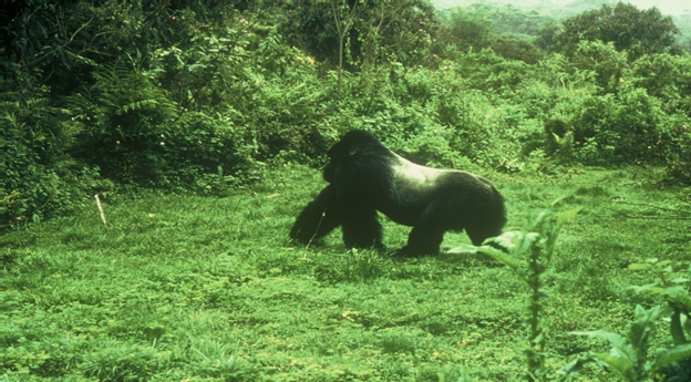 Mountain Gorilla in the Virunga Volcanoes